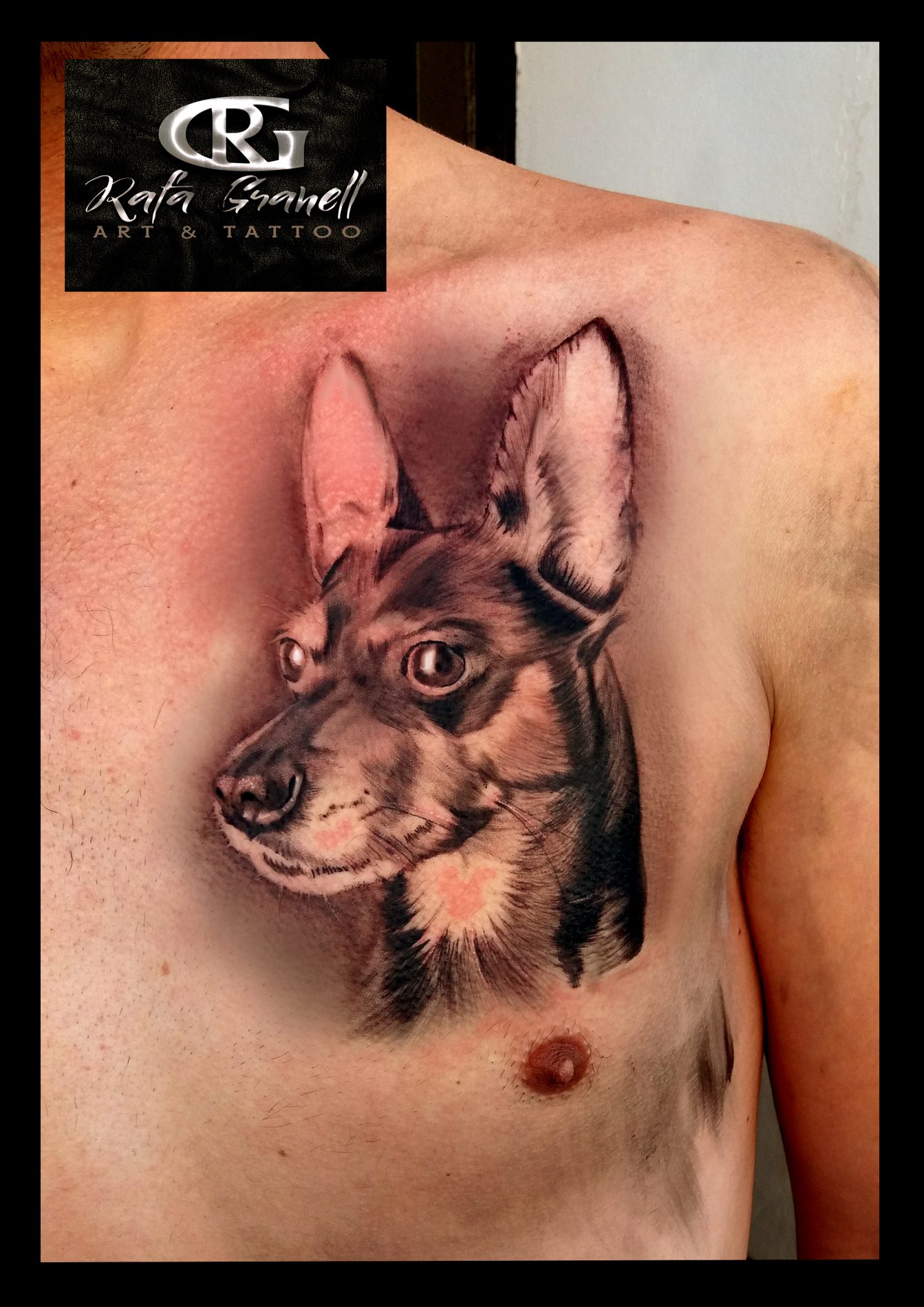 tatuajes#realistas#animales#perros#pincher#tattoo#perro#pecho#realistas#tattoo#realista#blanco#negro#retratos#realismo#valencia#españa#tatuador#valenciano#español#rafa#granell#rgtattoo#